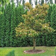 Magnolia grandiflora 'Blanchard' | Evergreen Magnolia gallery detail image