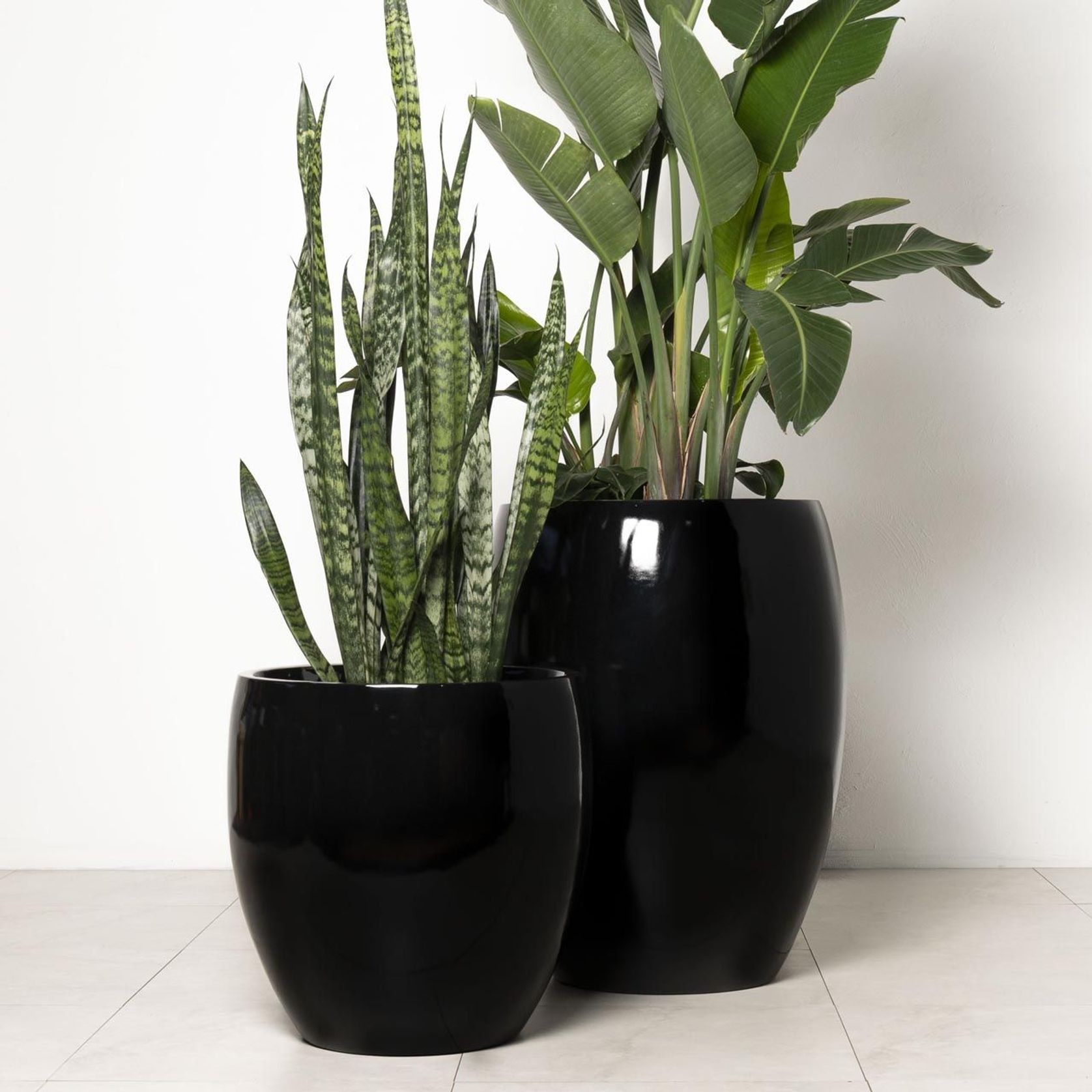 Newmarket Egg gallery detail image