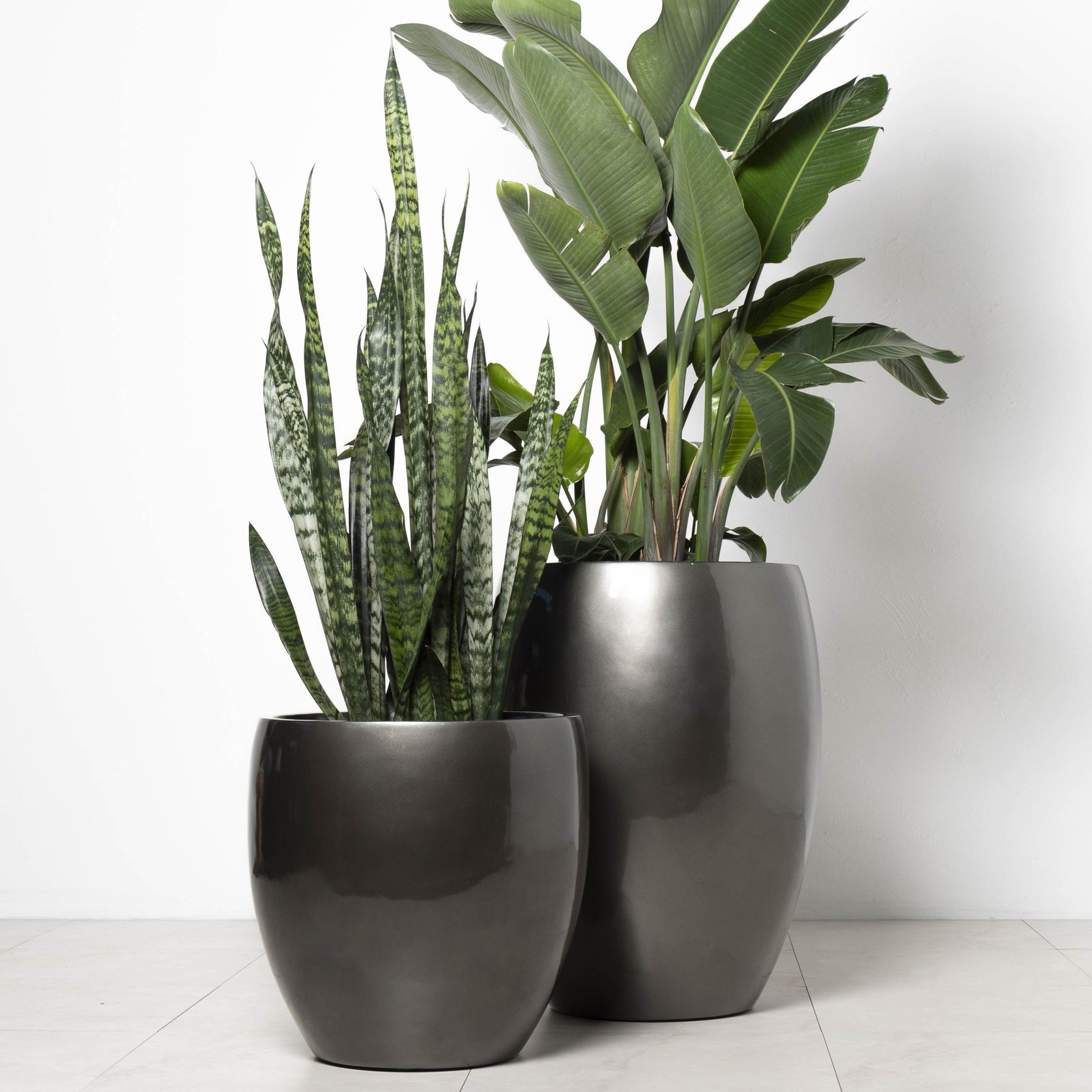 Newmarket Egg gallery detail image