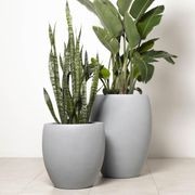 Newmarket Egg gallery detail image