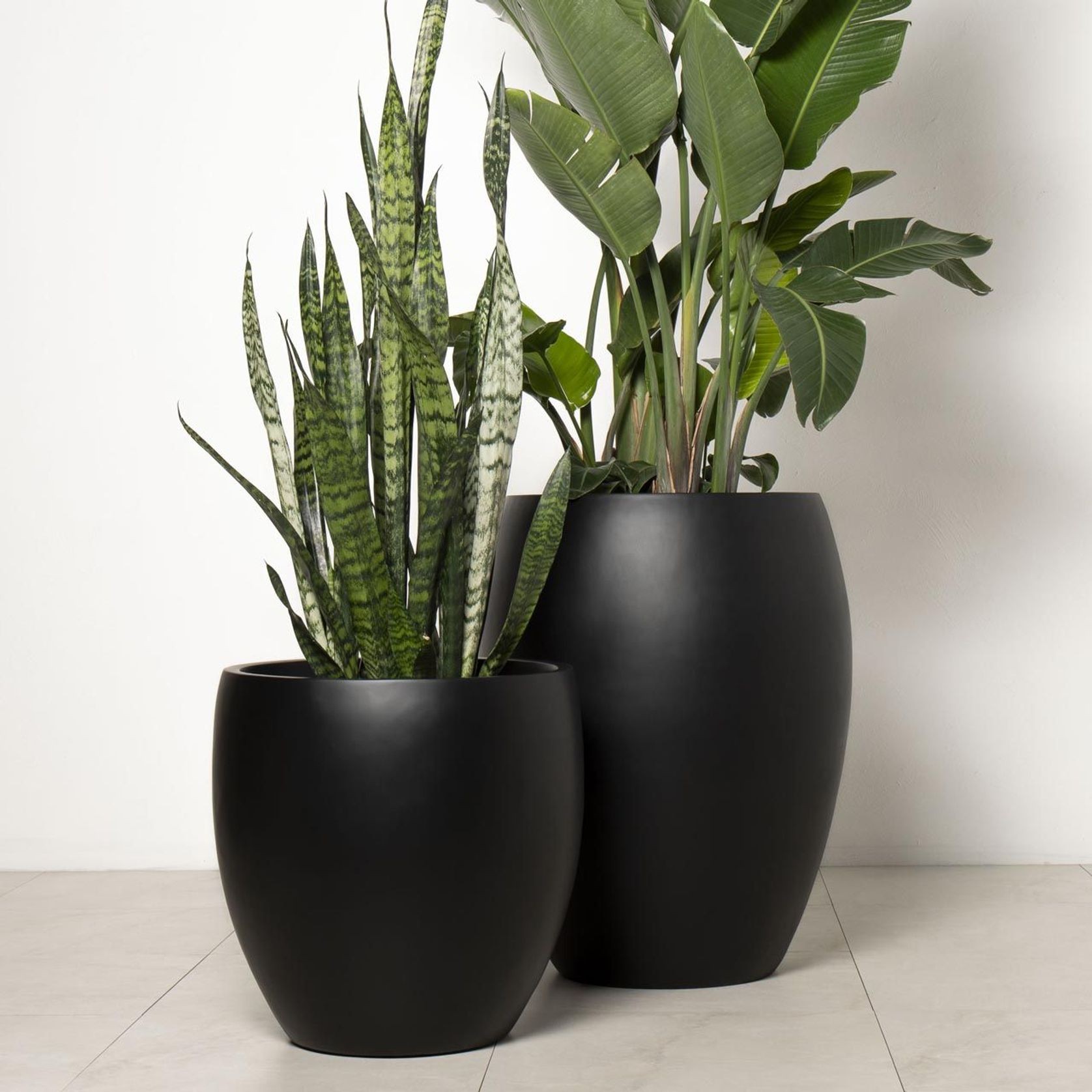 Newmarket Egg gallery detail image