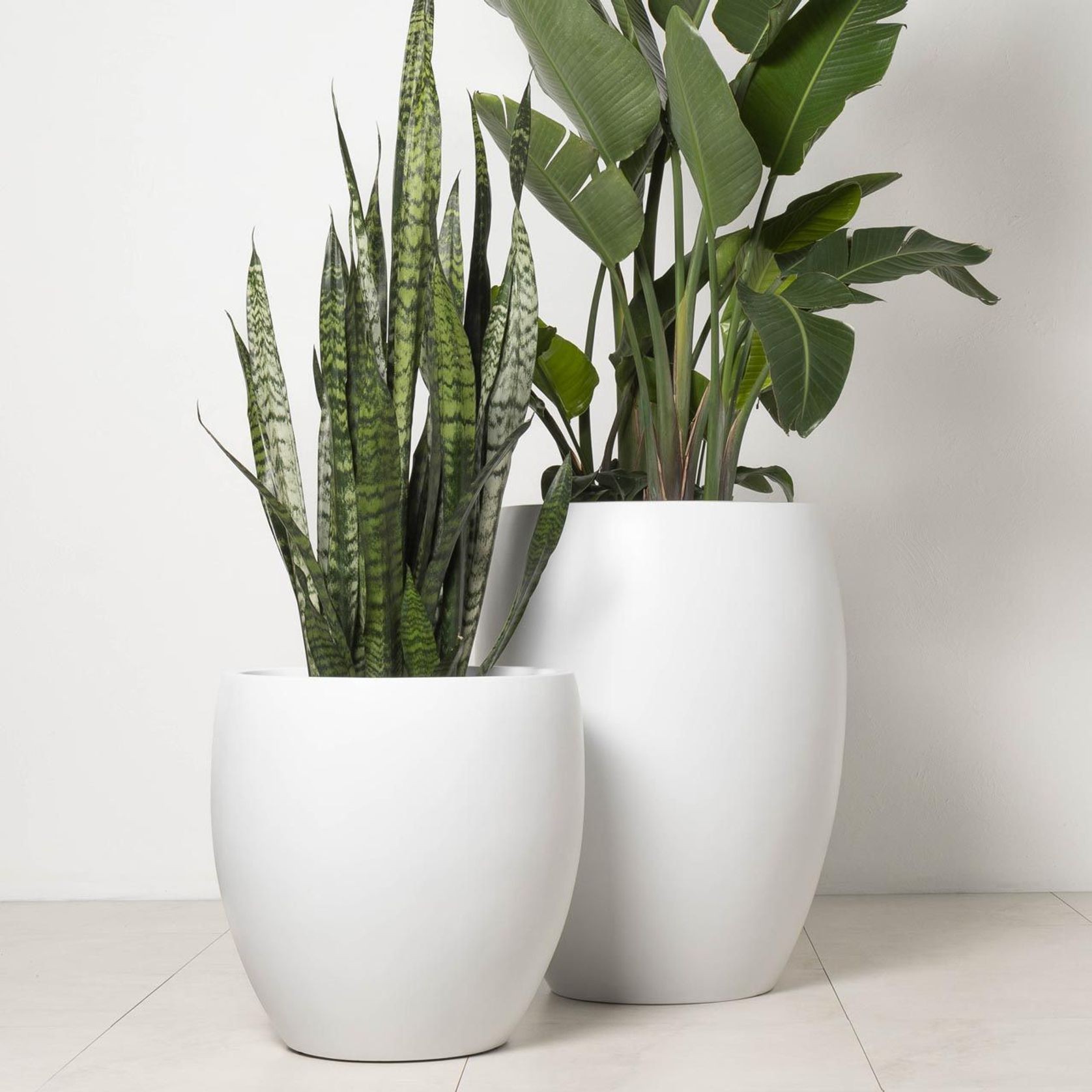 Newmarket Egg gallery detail image