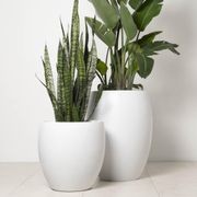 Newmarket Egg gallery detail image