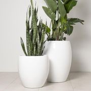 Newmarket Egg gallery detail image