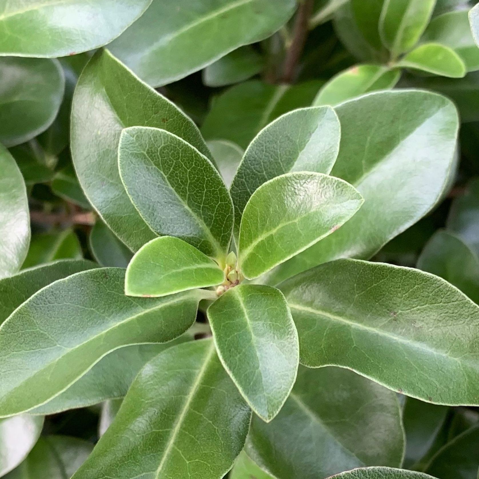 Pittosporum 'Irish Luck' (PVR) instant hedge gallery detail image