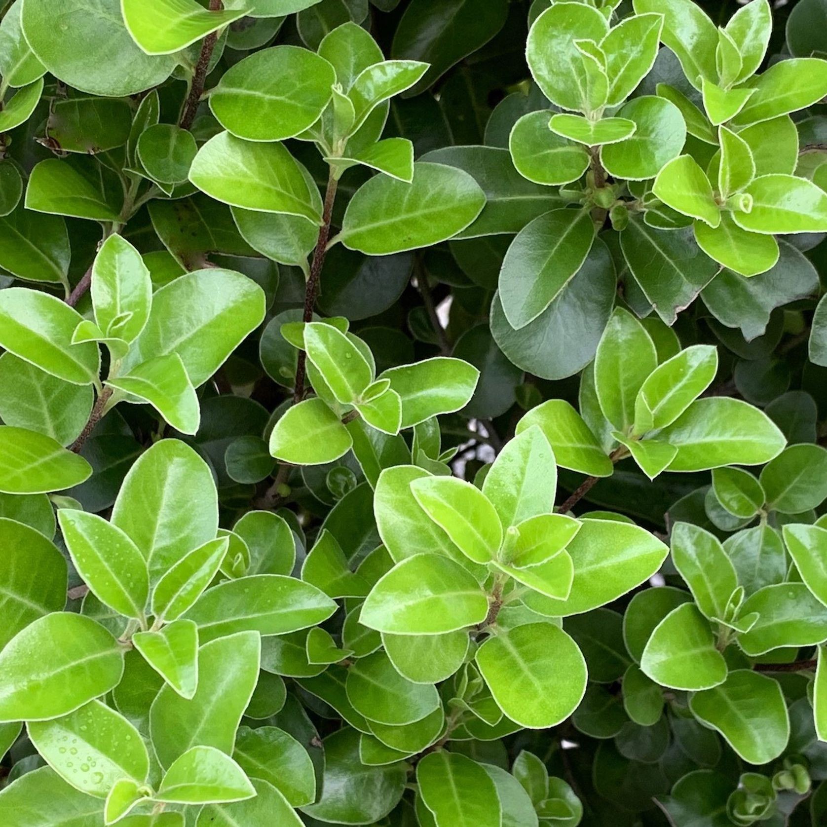 Pittosporum 'Irish Luck' (PVR) instant hedge gallery detail image