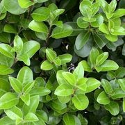 Pittosporum 'Irish Luck' (PVR) instant hedge gallery detail image