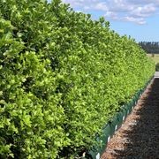 Pittosporum 'Irish Luck' (PVR) instant hedge gallery detail image