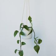 Hanging Planter gallery detail image