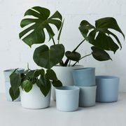 Indoor Planters gallery detail image