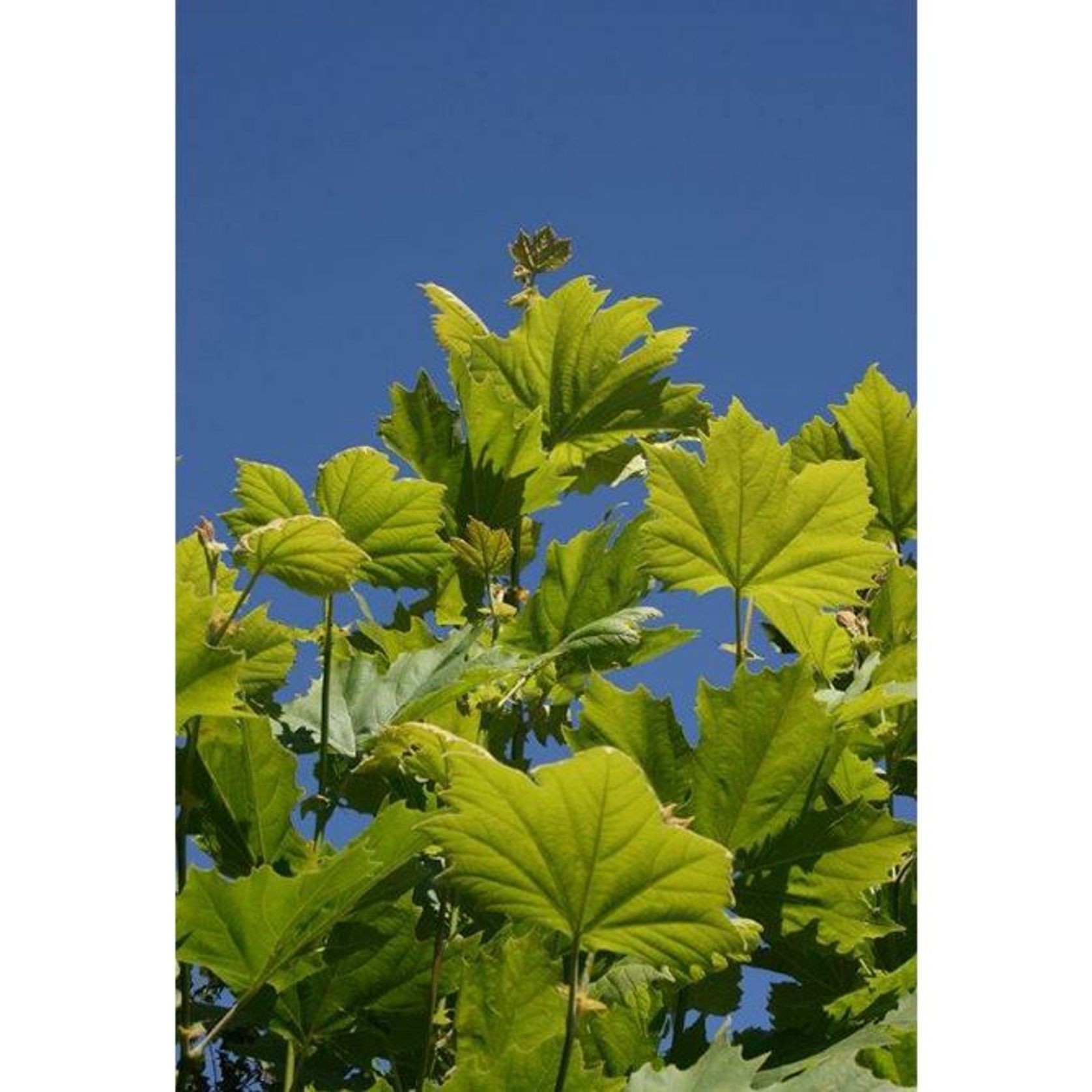 Platanus acerifolia | London Plane Tree gallery detail image