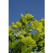 Platanus acerifolia | London Plane Tree gallery detail image