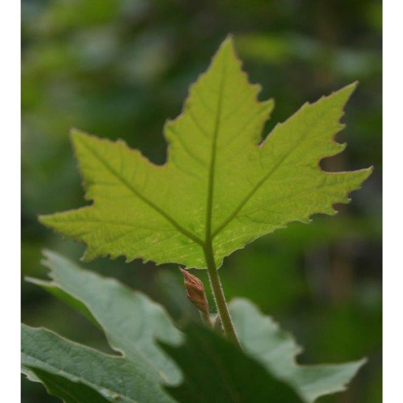 Platanus acerifolia | London Plane Tree gallery detail image