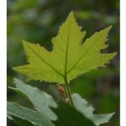 Platanus acerifolia | London Plane Tree gallery detail image