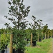 Podocarpus Totara ‘Matapouri Blue’ | Native Blue Totara gallery detail image