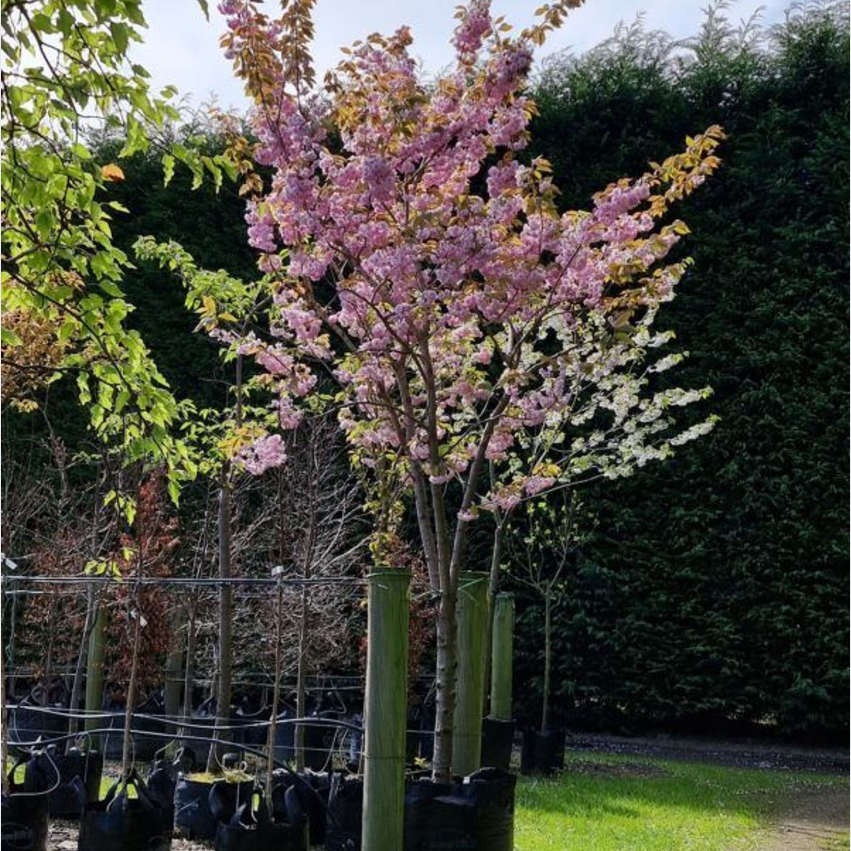 Prunus Serrulata ‘Kanzan’ | Pink Flowering Cherry gallery detail image