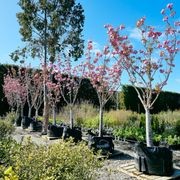 Prunus Serrulata ‘Kanzan’ | Pink Flowering Cherry gallery detail image