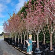 Prunus Serrulata ‘Kanzan’ | Pink Flowering Cherry gallery detail image