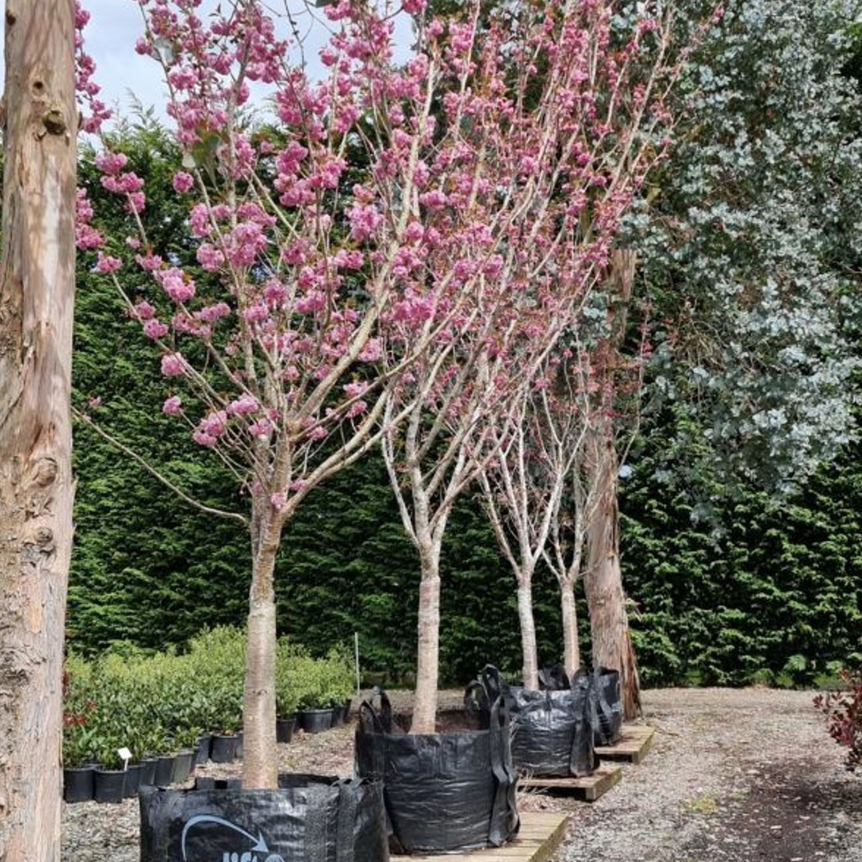 Prunus Serrulata ‘Kanzan’ | Pink Flowering Cherry gallery detail image