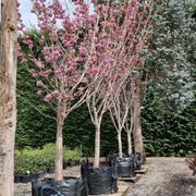 Prunus Serrulata ‘Kanzan’ | Pink Flowering Cherry gallery detail image