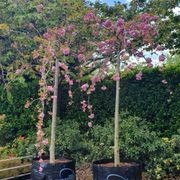 Prunus Serrulata ‘Kiku-Shidare Sakura’ | Rich Pink Double Blossom gallery detail image