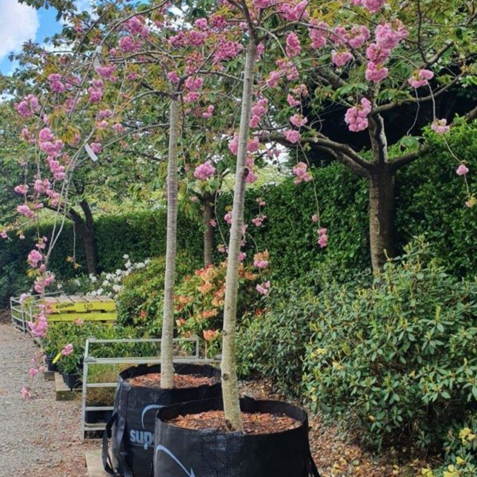 Prunus Serrulata ‘Kiku-Shidare Sakura’ | Rich Pink Double Blossom gallery detail image