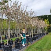 Prunus Serrulata Shimidsu Sakura | Moonlight Cherry gallery detail image