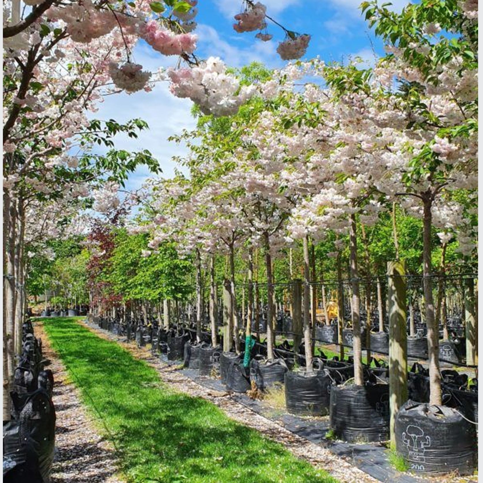 Prunus Serrulata Shimidsu Sakura | Moonlight Cherry gallery detail image