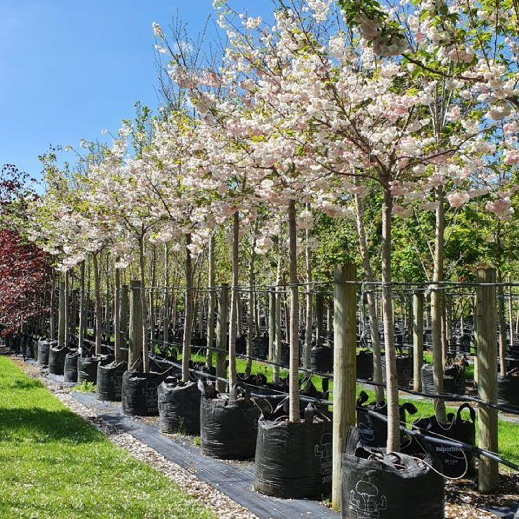 Prunus Serrulata Shimidsu Sakura | Moonlight Cherry gallery detail image