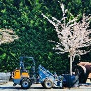 Prunus Yedoensis 1.5m Std | Yoshino Cherry gallery detail image