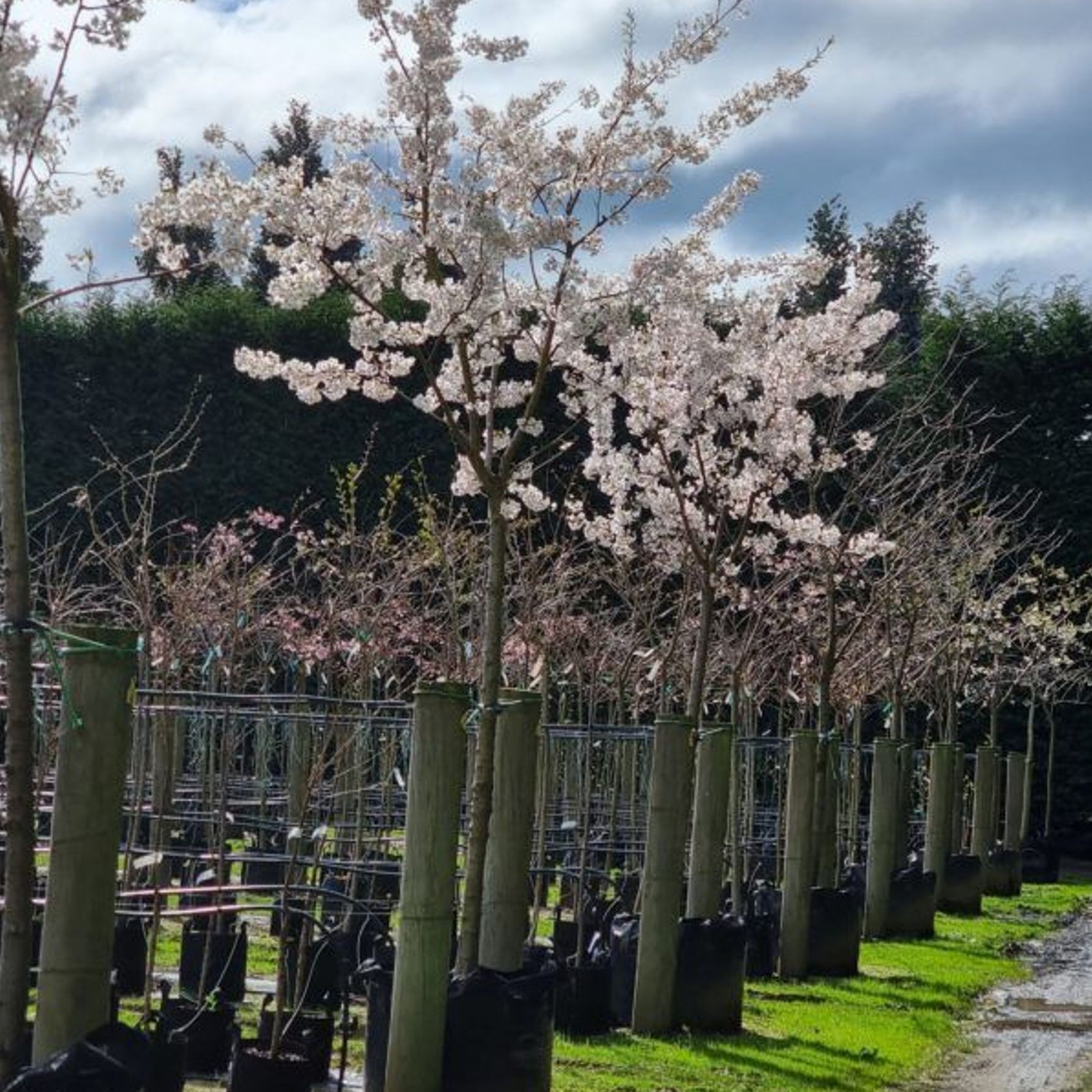 Prunus Yedoensis 1.5m Std | Yoshino Cherry gallery detail image