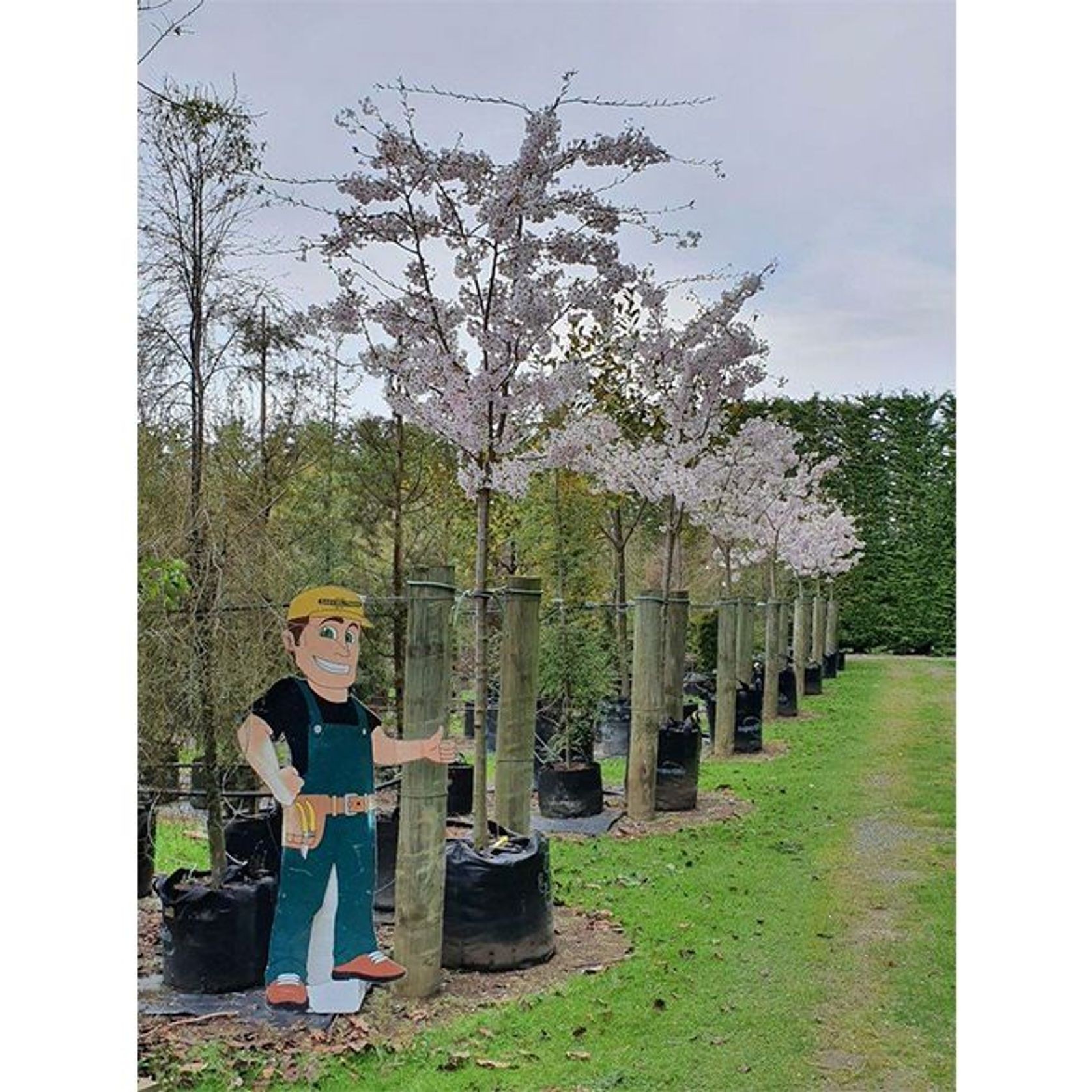 Prunus yedoensis | Yoshino or Tokyo Cherry gallery detail image