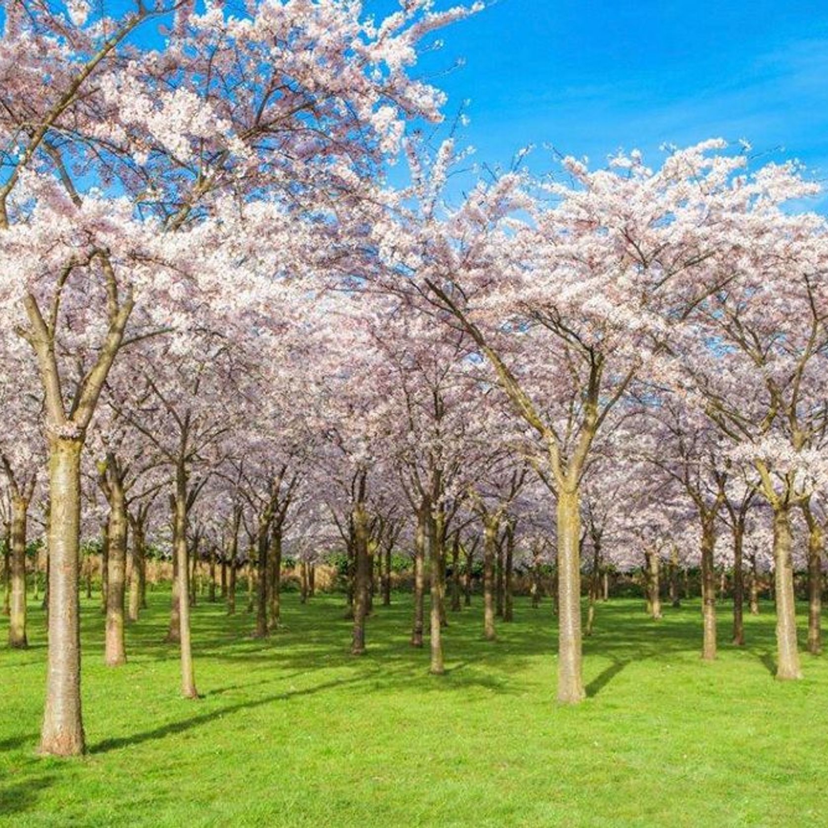 Prunus yedoensis | Yoshino or Tokyo Cherry gallery detail image