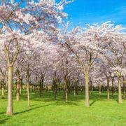 Prunus yedoensis | Yoshino or Tokyo Cherry gallery detail image