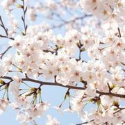 Prunus yedoensis | Yoshino or Tokyo Cherry gallery detail image