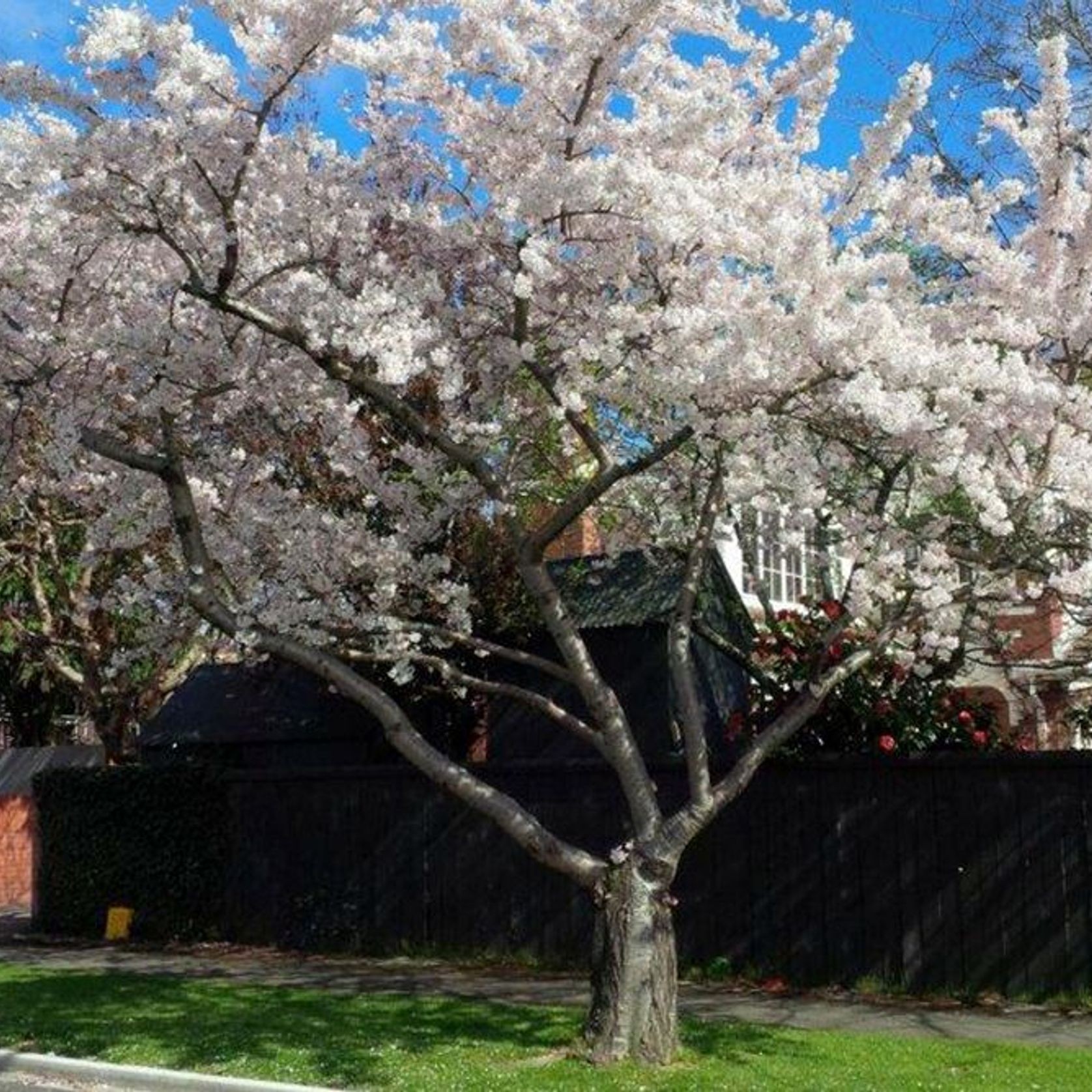 Prunus yedoensis | Yoshino or Tokyo Cherry gallery detail image