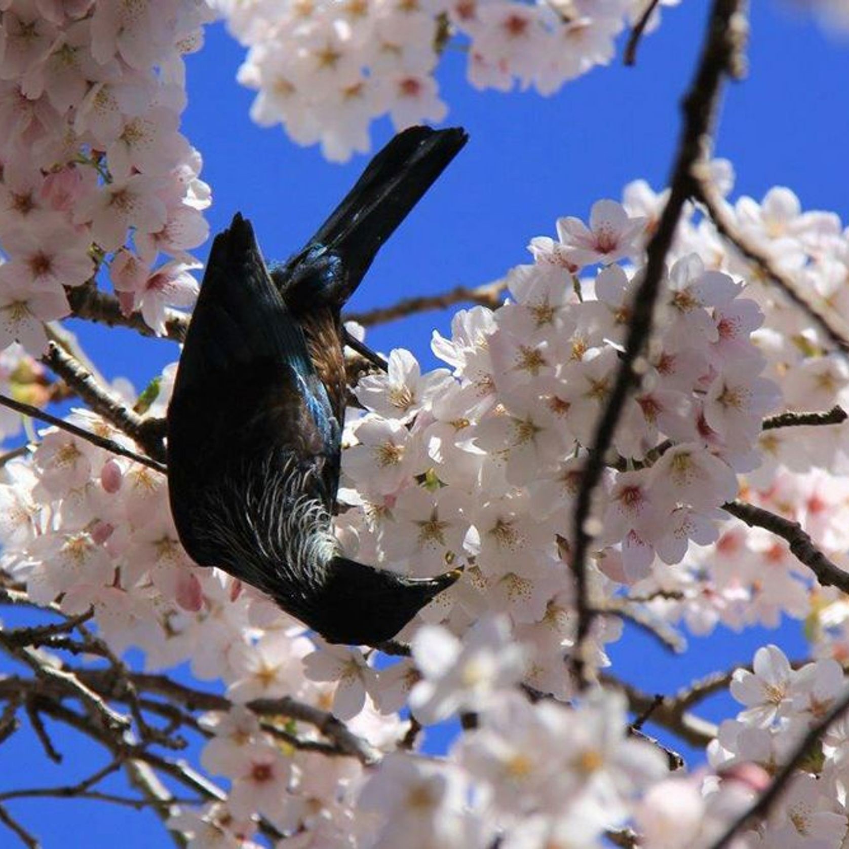 Prunus yedoensis | Yoshino or Tokyo Cherry gallery detail image