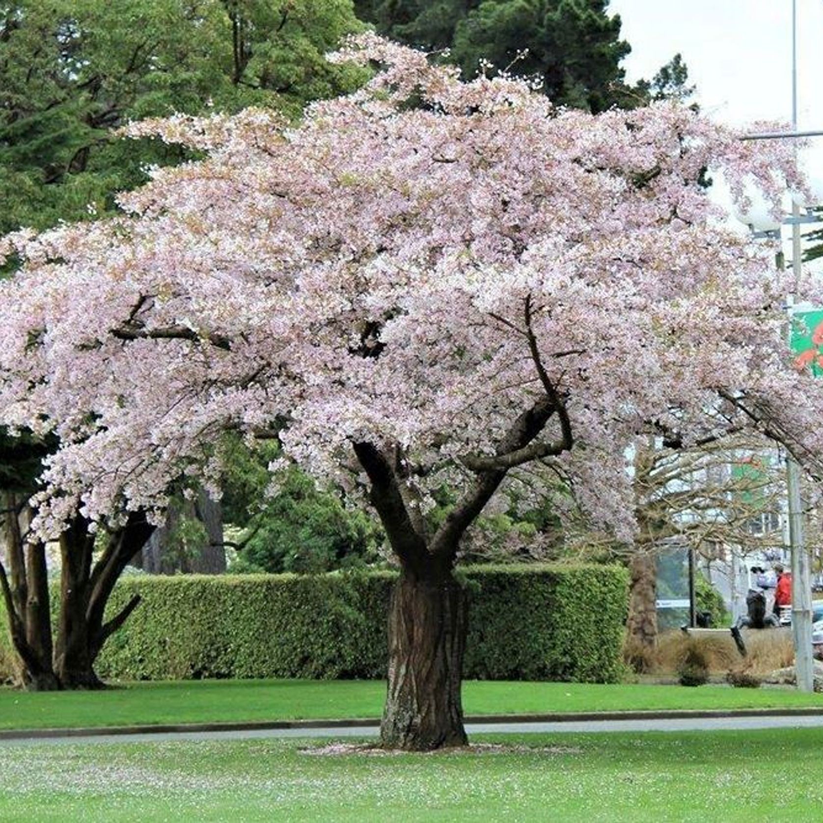 Prunus yedoensis | Yoshino or Tokyo Cherry gallery detail image