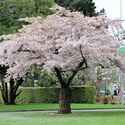 Prunus yedoensis | Yoshino or Tokyo Cherry gallery detail image