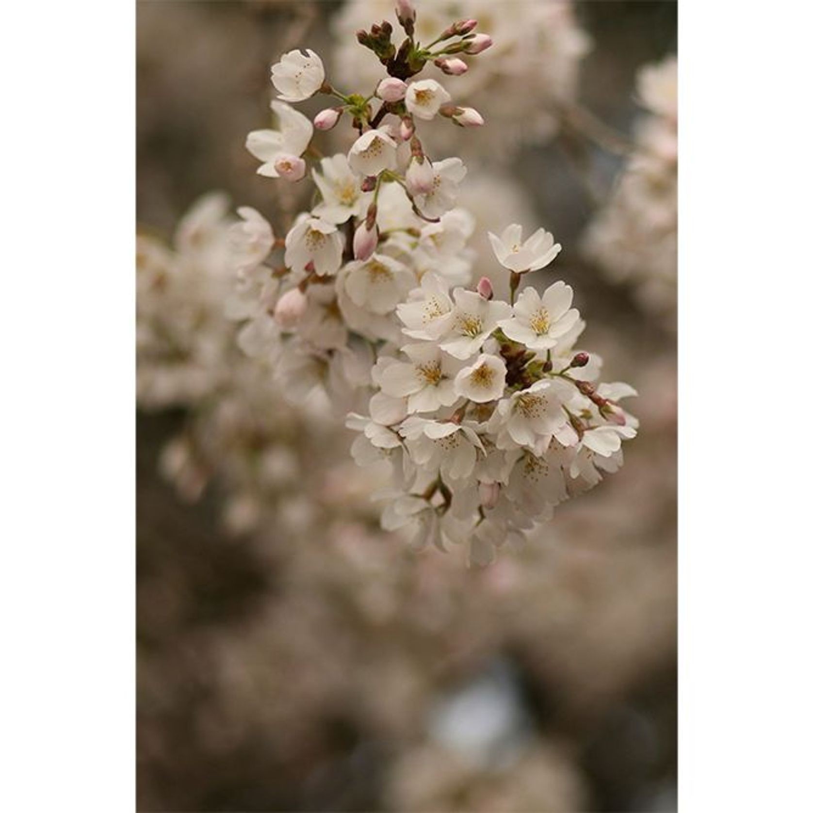 Prunus yedoensis | Yoshino or Tokyo Cherry gallery detail image