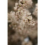 Prunus yedoensis | Yoshino or Tokyo Cherry gallery detail image