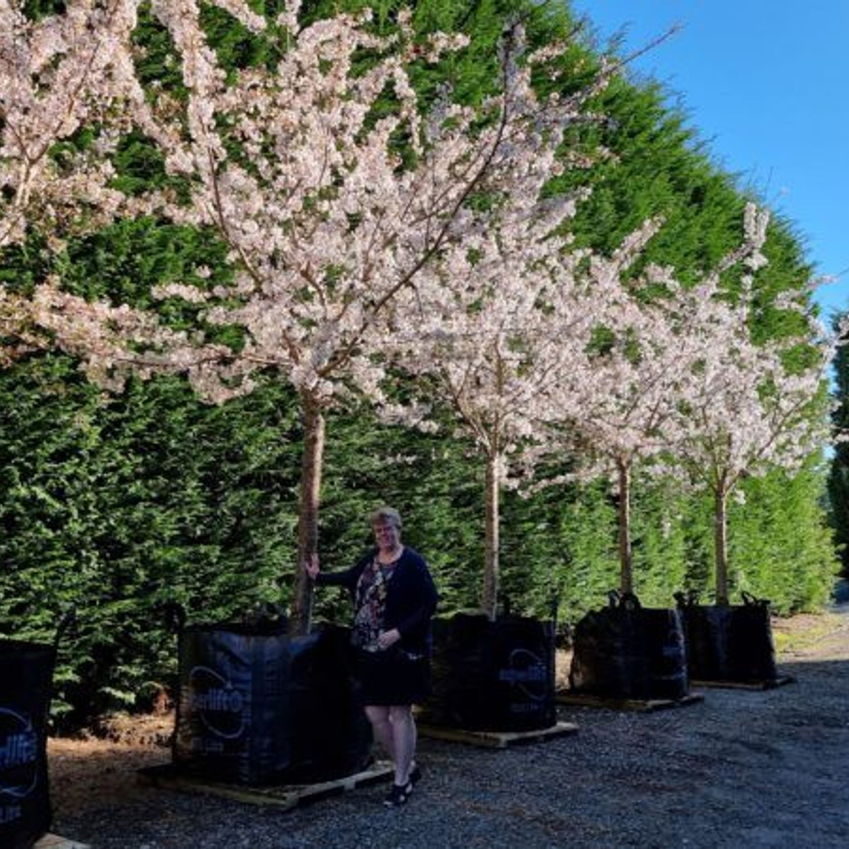 Prunus Yedoensis 1.5m Std | Yoshino Cherry gallery detail image