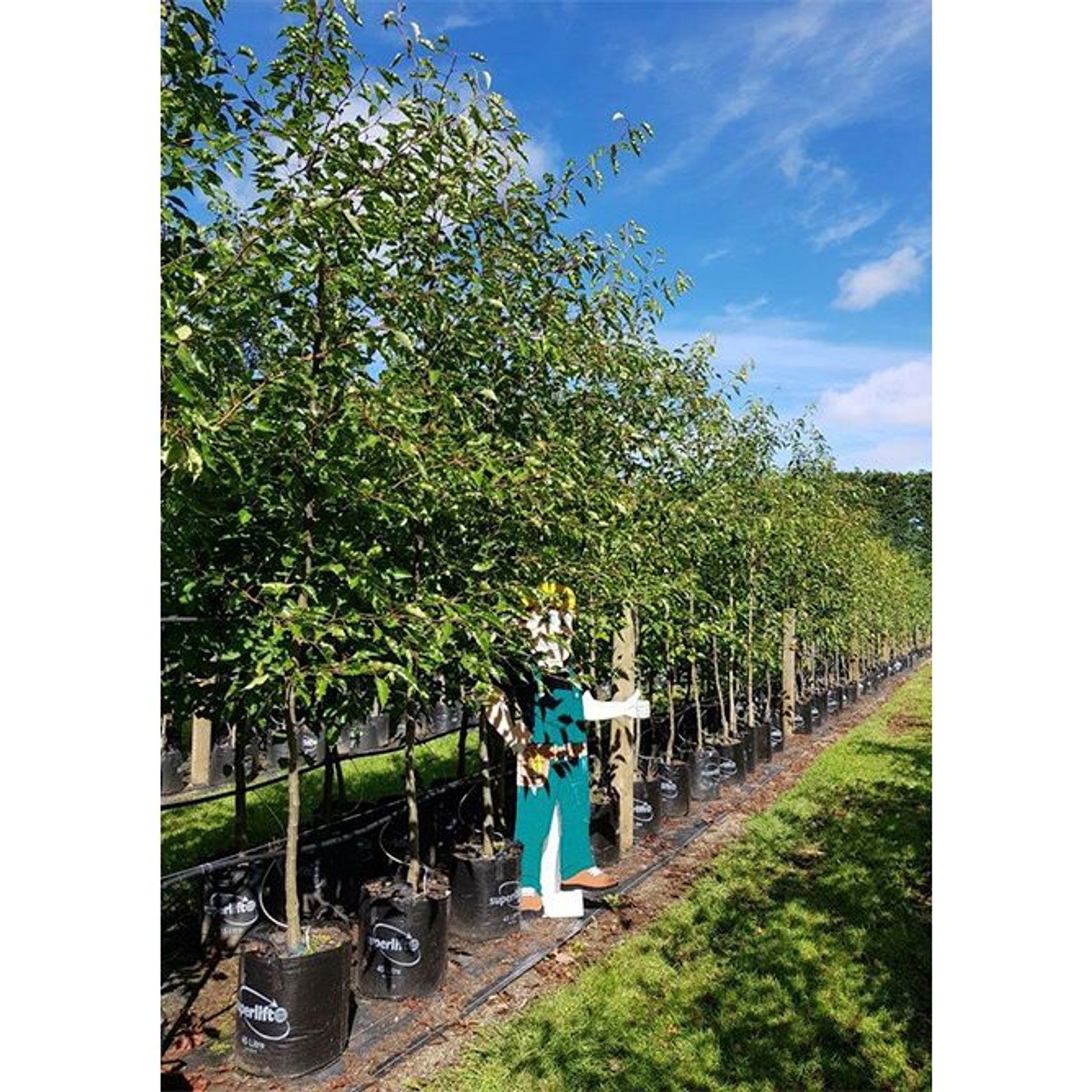 Pyrus calleryana 'Aristocrat' | Ornamental Pear gallery detail image