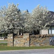 Pyrus calleryana 'Aristocrat' | Ornamental Pear gallery detail image