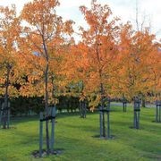 Pyrus calleryana 'Aristocrat' | Ornamental Pear gallery detail image