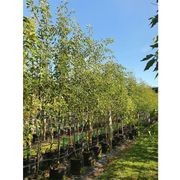 Pyrus calleryana 'Aristocrat' | Ornamental Pear gallery detail image