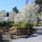 Pyrus calleryana 'Aristocrat' | Ornamental Pear gallery detail image