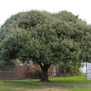 Quercus ilex | Evergreen Holm Oak gallery detail image