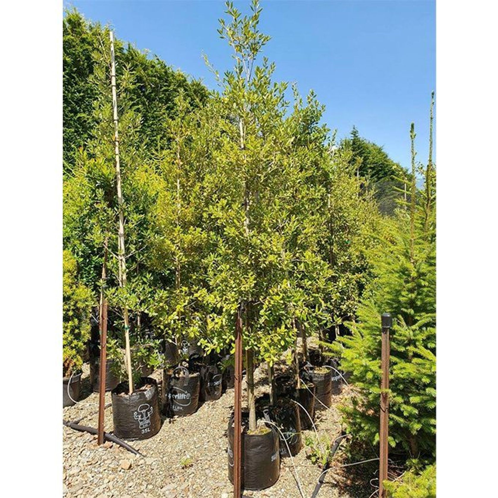 Quercus ilex | Evergreen Holm Oak gallery detail image