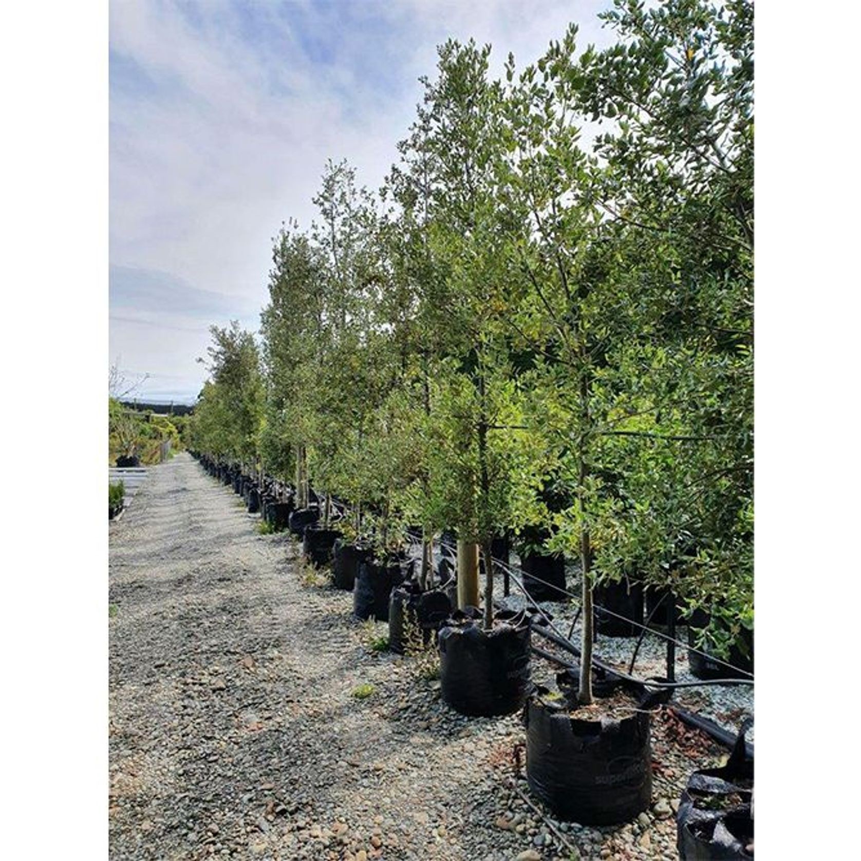 Quercus ilex | Evergreen Holm Oak gallery detail image